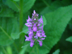 Stachys officinalis Betonie bestellen